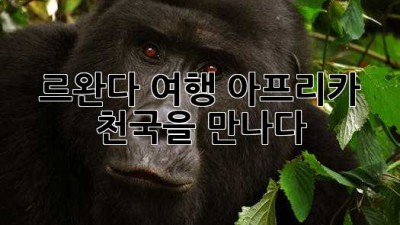 🇷🇼 르완다 여행: 아프리카 천국을 만나다! ✨